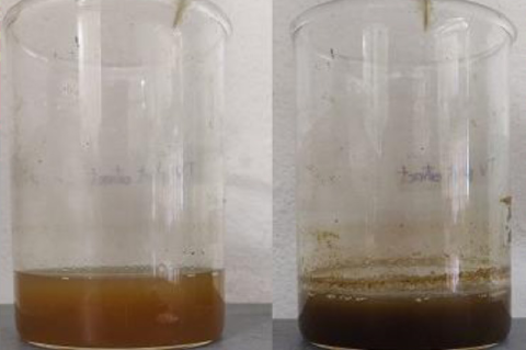 Biosynthesis of AgNPs using Callisia repens