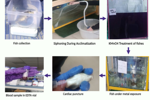 Fish acclimatization and Blood sample collection