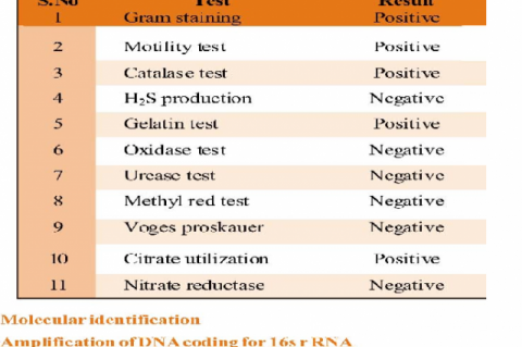 Microbial and biochemical characterization of  pseudomonas. 