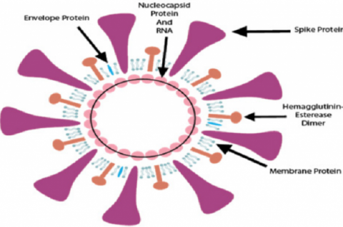 Structure of SARS Cov-2 Showing Spike Proteins, RNA, Nucleocapsid Protein, Envelope Protein, Hemagglutinin Esterase Dimer Protein