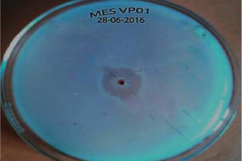 Caseinolytic plate assay for protease production