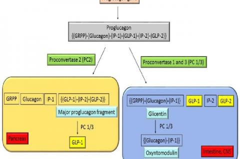 Production of intestinotropic hormones (GLP-1 and GLP-2)