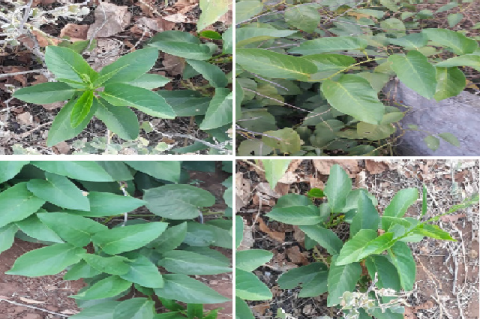 Images of Medicinal plant Ipomoea staphylina