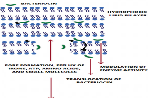 LAB bacteriocin Mode of Action