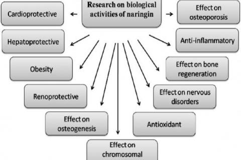 Various therapeutic properties and health benefits of citrus flavonoid naringin