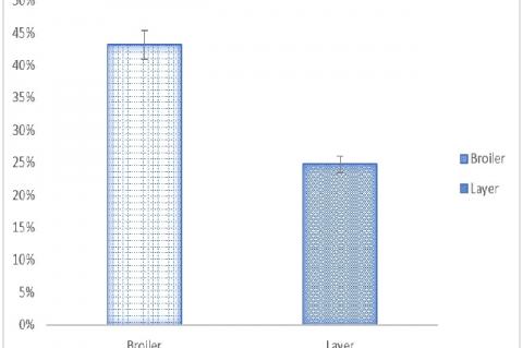 Necrotic enteritis in broiler and layer samples of commercial poultry of Balochistan