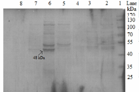 The chromatogram obtained during the purification of fusion protein 