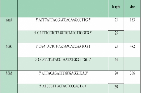 Primer used in this study.