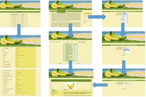 Searching the Musa varieties 