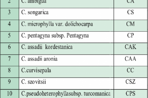 Hawthorn species and abbreviations.