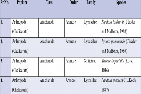 List of Spider species with taxonomical classification 