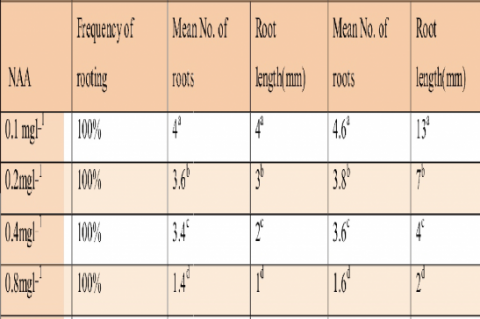 Root induction in 1st and 2nd month of culture of Acampe papillosa 