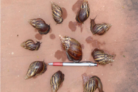 Specimens of giant African land snail Achatina fulica.