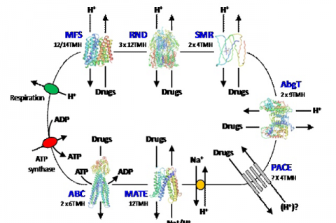 Schematic illustration for the energisation and structural organisation of seven distinct families of multidrug efflux protein found in bacteria