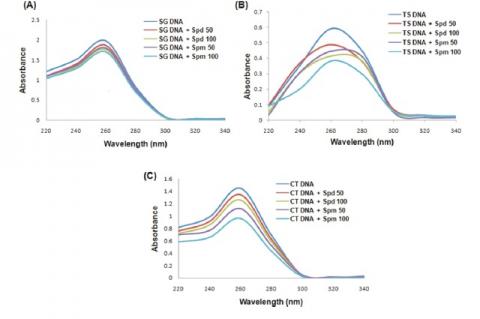 DNA binding study