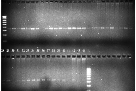 PCR amplification of genomic DNA from 40 sesame genotypes and its diploid wild taxa with primer Pto-kin1IN.