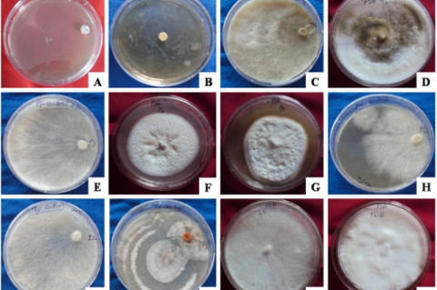 (A-L) Colony characteristics features of fungal isolates on PDA medium   