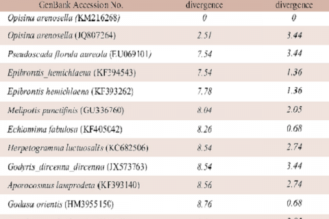 The evolutionary divergence