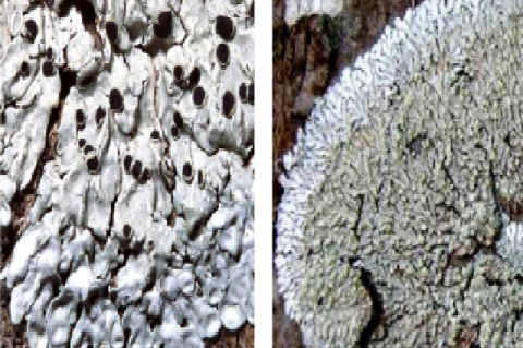 Photograph of the apothecia of Pyxine petricola and Pyxine sorediata