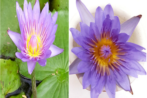 Nymphaea caerulea (Blue lotus) flower.