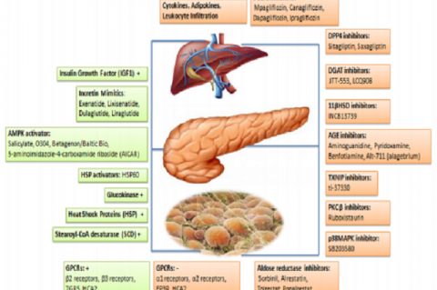 Molecular Mechanism in diabetes with possible targets for therapy