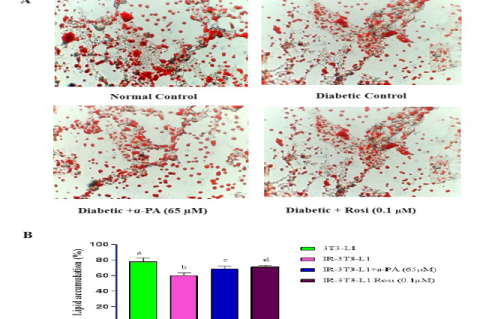 Lipid accumulation in experimental 3T3-L1 cell lines A: Lipid droplets were visualised by Oil red ‘O’ staining at 40x. B: Lipids were extracted and measured at 510 nm. Values are represented as the mean±SD (n=3) and the difference between the groups were evaluated by one-way ANOVA and Duncan’s Post hoc test p<0.001.