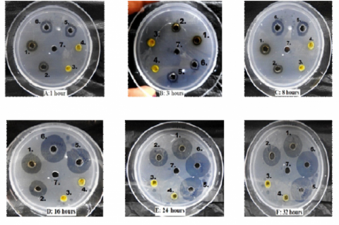 Comparative fibrinolytic properties of the extracts of larvae of C. bisselata