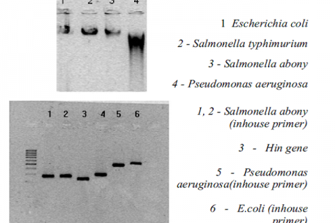 PCR Detection of Salmonella Typhimurium using Hin GENE