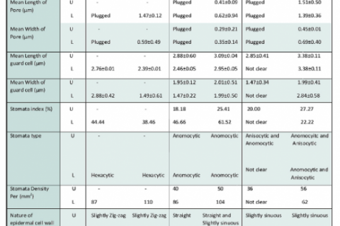 Leaf epidermal characteristics