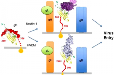 Involvement of the protein in host cell entry. 