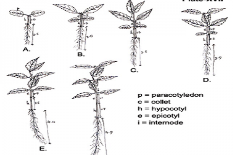 Sedling of Leucas nutans (Roth.) spreng