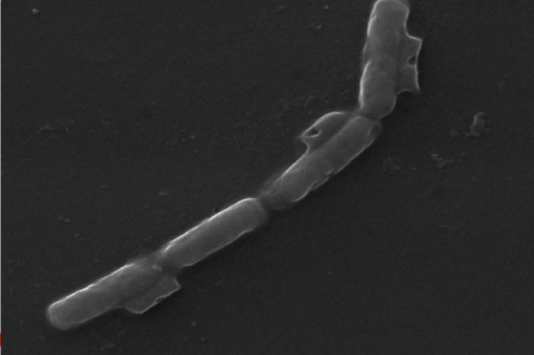 Scanning electron micrograph of  cells of  Klebsiella variicola PRBC 14