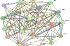 PPI interactions of top 20 HUB Genes interacting proteins in stringbase. Number of Nodes : 20, Number of Edges : 118, Average Node Degree:11.8, Avg. Local Clustering Coefficient : 0.777, Expected Number of Edges : 12, PPI Enrichment p-value : < 1.0e-16.