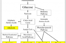Biosynthetic Pathway of GBCs.