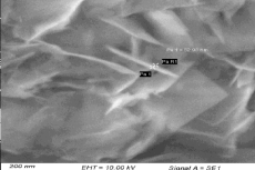 SEM analysis of reduced silver nanoparticles.