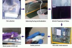 Fish acclimatization and Blood sample collection